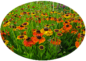 Harlow Car - RHS Garden Harrogete