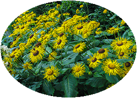 Harlow Car - RHS Garden Harrogete