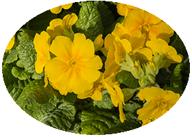 Harlow Car - RHS Garden Harrogete