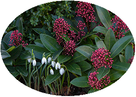 Chelsea Physic Garden February 2013