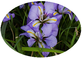 Chelsea Physic Garden February 2013