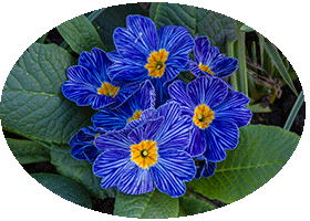 Chelsea Physic Garden February 2013