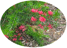 Harlow Car - RHS Garden Harrogete