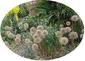 Harlow Car - RHS Garden Harrogete