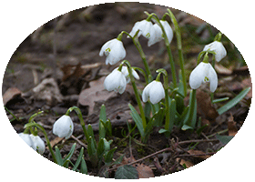 Chelsea Physic Garden February 2013