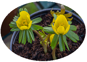 Chelsea Physic Garden February 2013