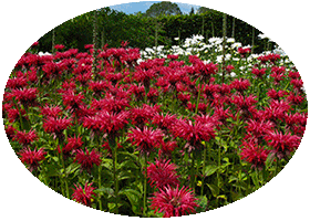 Harlow Car - RHS Garden Harrogete