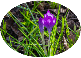 Chelsea Physic Garden February 2013