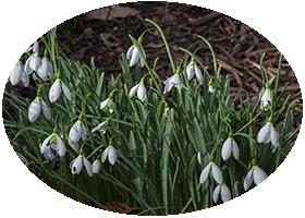 Chelsea Physic Garden February 2013