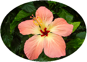 Chelsea Physic Garden February 2013